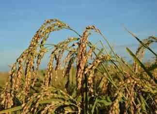 Riso che bontà: sei regole d’oro per un risotto perfetto fiera del riso