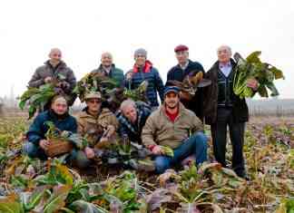 Broccoletto di Custoza: quel gusto veronese diventato presidio Slow Food broccoletto di custoza