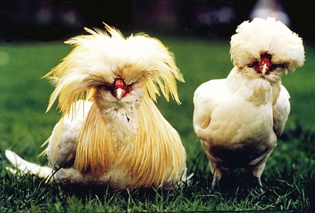 galline padovane 1