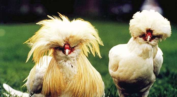 Le galline padovane scorrazzano nell’aia del Veneto