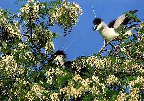Animali fantastici e dove trovarli nella Terra delle Meraviglie: il Parco del Delta del Po Parco del Delta del Po