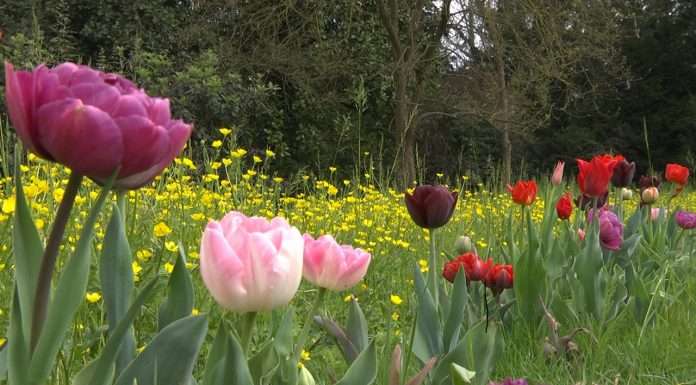 Giardinity Primavera, I Bulbi di Evelina – Tulipani: arriva la primavera ed è come un quadro impressionista Giardinity Primavera, I Bulbi di Evelina - Tulipani