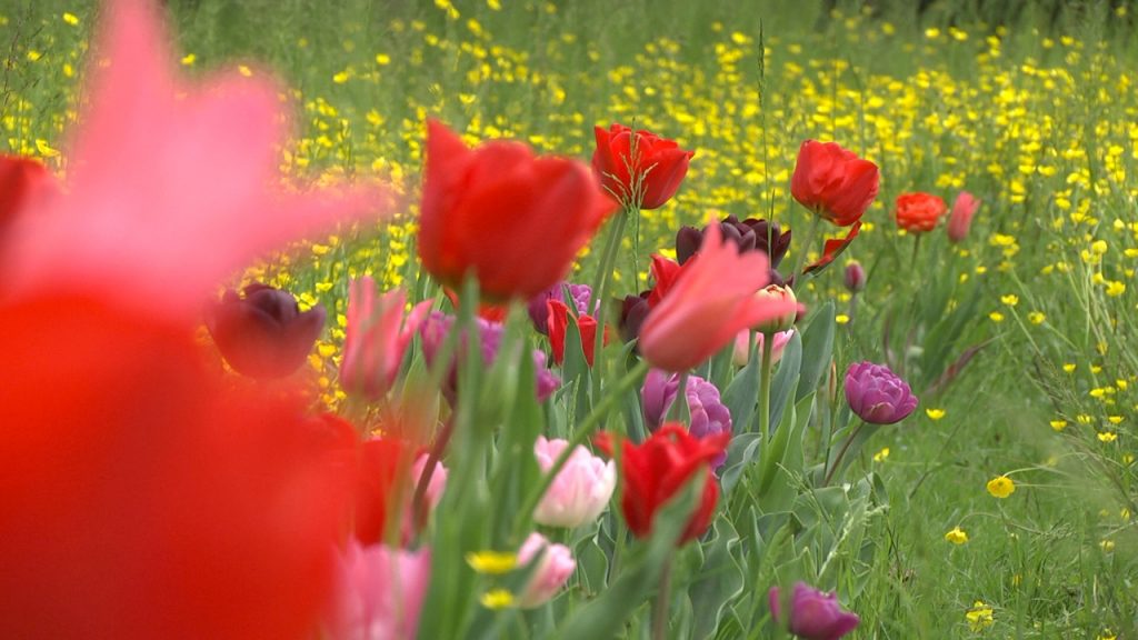 Giardinity Primavera, I Bulbi di Evelina - Tulipani