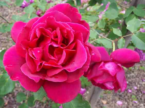 Festival delle Rose a Nova Gorica