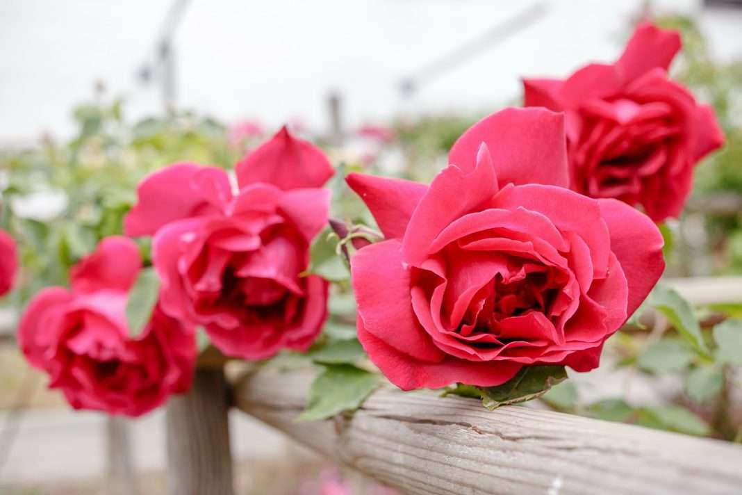 rose 2 di David Verlic Festival delle Rose a Nova Gorica