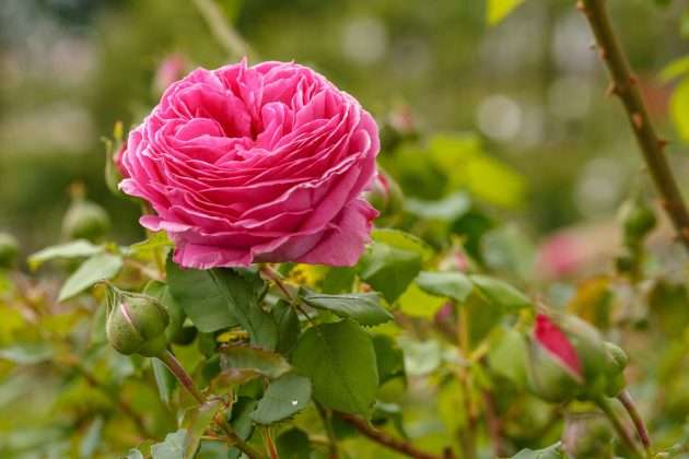 Festival delle Rose a Nova Gorica