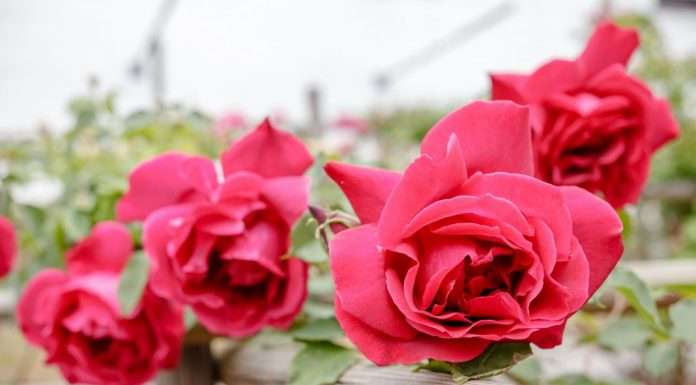 È tempo di Festival delle Rose a Nova Gorica Festival delle Rose a Nova Gorica