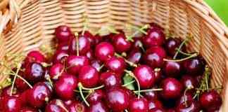 ciliegia di marostica eleonora garzia sgaialand magazine food veneto