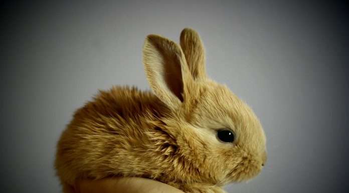 4 regole da rispettare quando si adotta un coniglio quando si adotta un coniglio maria bianco sgaialand magazine pets