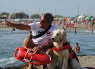 cani eroi show 2017 trainer sgaialand magazine veneto venezia pets