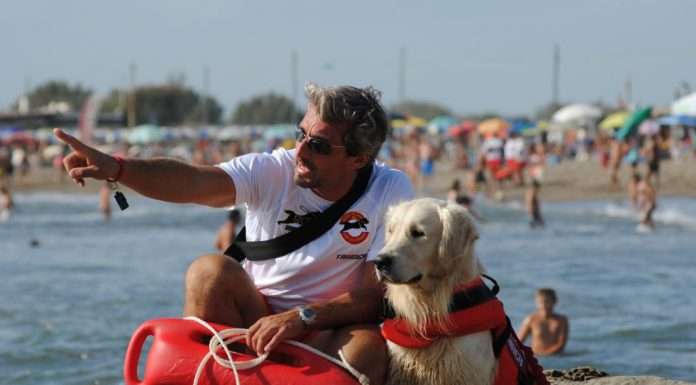 Cani Eroi: doppio evento nel veneziano per celebrare i nostri piccoli amici cani eroi show 2017 trainer sgaialand magazine veneto venezia pets