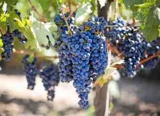 vitigno autoctono della valpolicella elmo sgaialand magazine