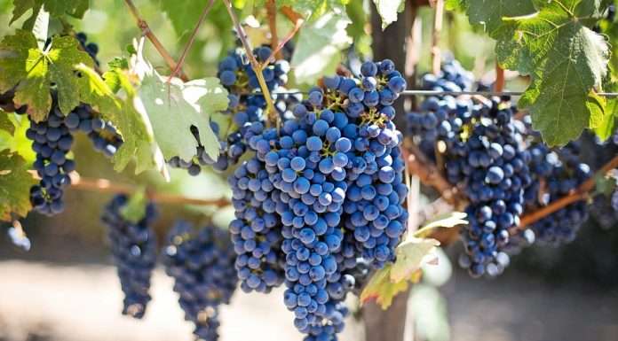 vitigno autoctono della valpolicella elmo sgaialand magazine
