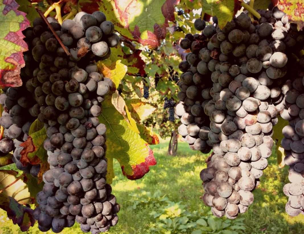 1506526057668 raboso vino sgaialand magazine wine giulia spagnol enologia vini veneti triveneto vino rosso