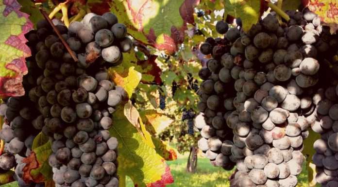 Alla scoperta del Raboso, l“indigeno” veneto dal carattere indomabile raboso vino sgaialand magazine wine giulia spagnol enologia vini veneti triveneto vino rosso