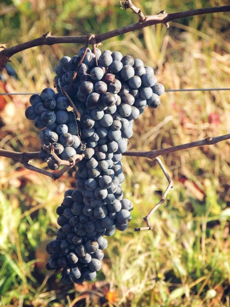 raboso vino sgaialand magazine wine giulia spagnol enologia vini veneti triveneto vino rosso