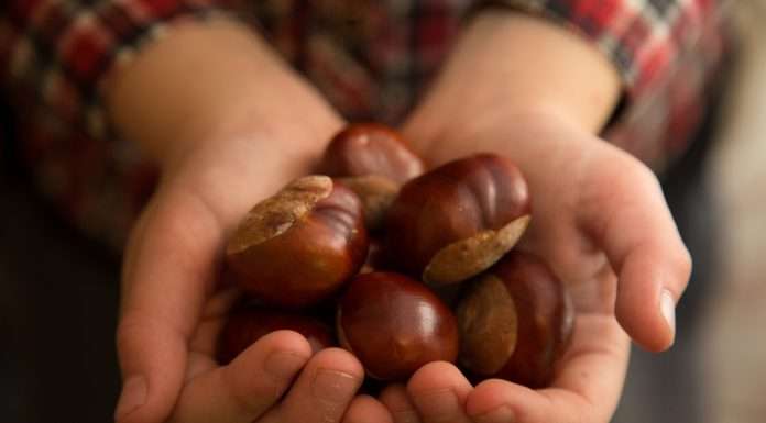 San Zeno Castagne, Bardolino & Monte Veronese: ecco i giorni dedicati alle delizie del Baldo san zeno di montagna castagne bardolino ristoranti monte baldo formaggi magazine veneto verona lago di garda food
