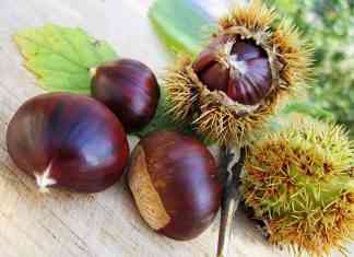 Il Marrone di Combai, delizia e tradizione secolare marrone di combai vellutata di castagne in cucina con lele elonora garzia sgaialand magazine food veneto triveneto