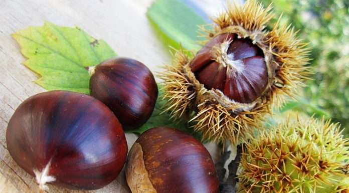Il Marrone di Combai, delizia e tradizione secolare marrone di combai vellutata di castagne in cucina con lele elonora garzia sgaialand magazine food veneto triveneto