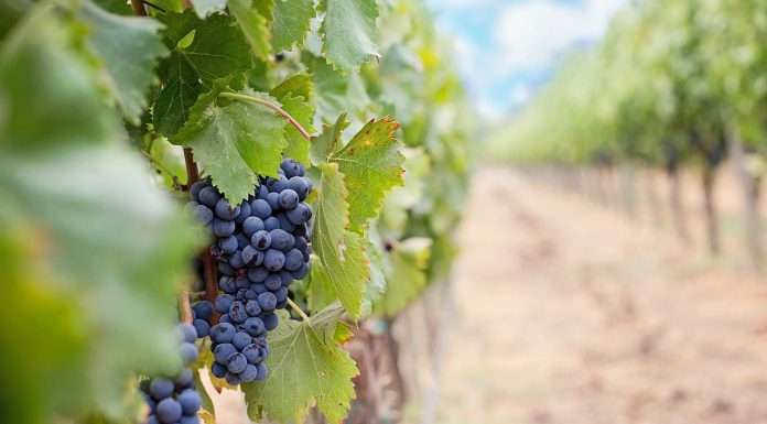 La biodiversità in vigna parla Veneto, tra responsabilità ed etica ambientale biodiversità in vigna vino veneto triveneto sgaialand magazine agricoltura giulia spagnol wine