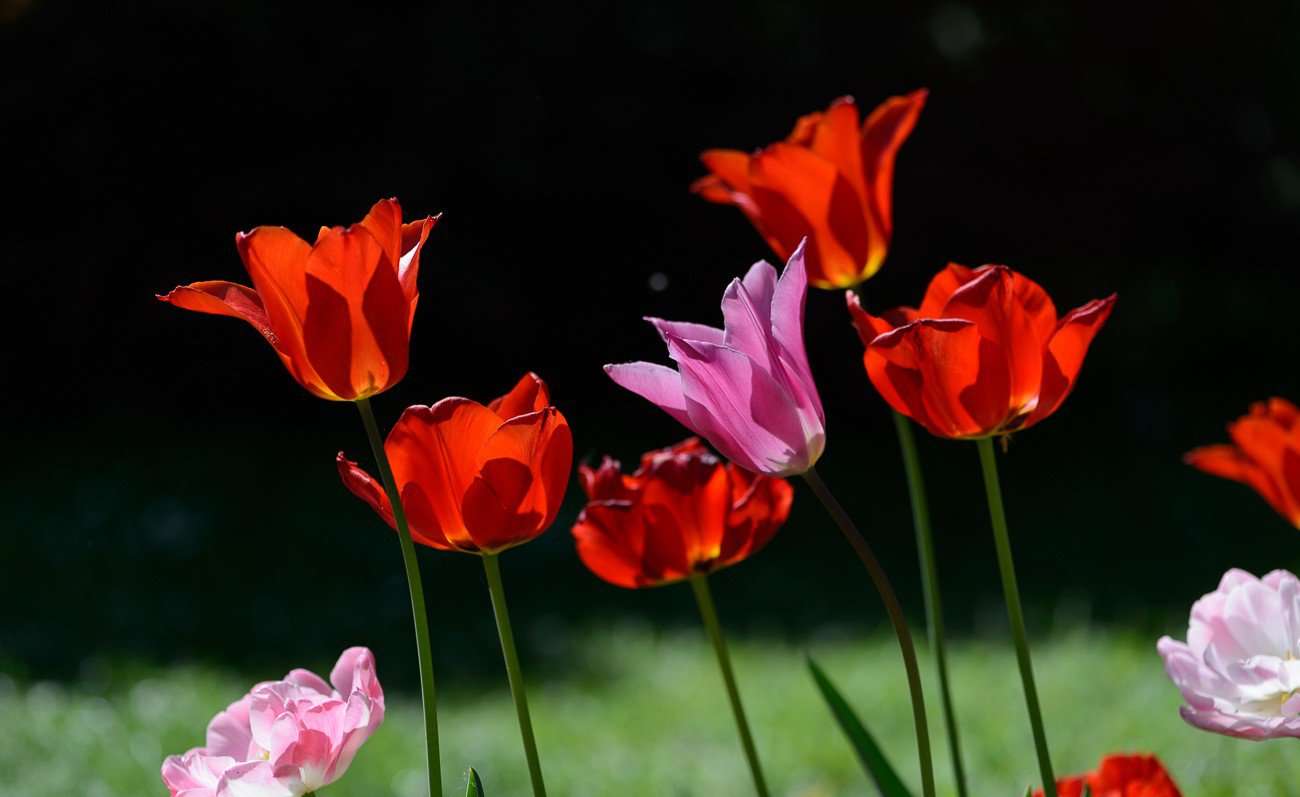 giardinity primavera