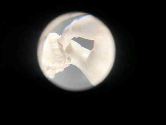 magister canova
