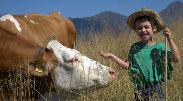 Il regalo più sgaio che puoi fare o farti? Adotta una mucca! adotta una mucca
