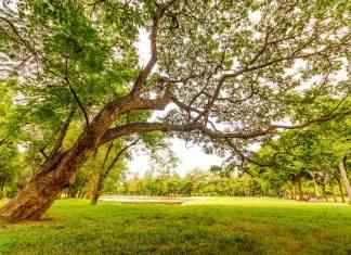 Preservare la bellezza: il corso di treeclimber aperto a tutti a Villa Emo villa emo