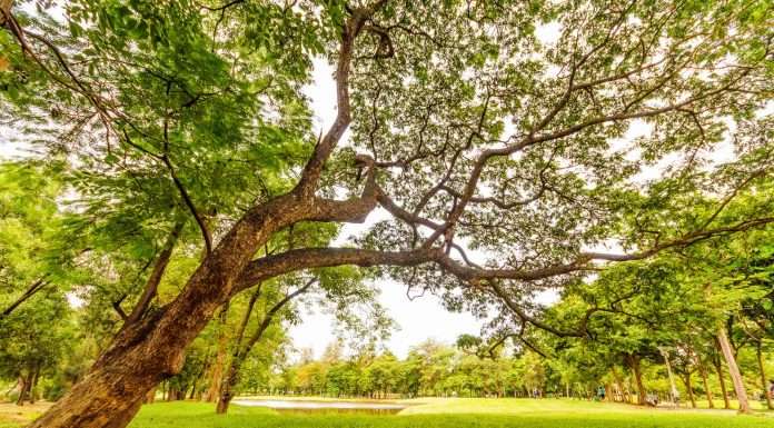 Preservare la bellezza: il corso di treeclimber aperto a tutti a Villa Emo villa emo