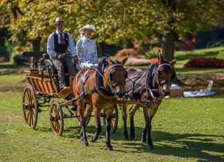 Sfilate di carrozze e balli dell’800 al Parco Giardino Sigurtà, ed è meraviglia sfilata di carrozze