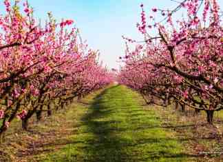 La fioritura dei ciliegi in Valpolicella: tutto si tinge di rosa, dalla pianura alle dolci colline fioritura ciliegi valpolicella