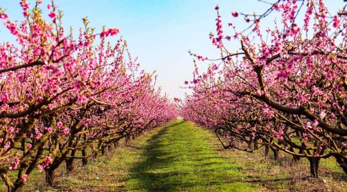 La fioritura dei ciliegi in Valpolicella: tutto si tinge di rosa, dalla pianura alle dolci colline fioritura ciliegi valpolicella