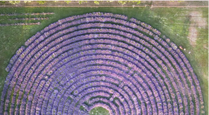 Il labirinto di lavanda più grande d’Italia: un viaggio tra natura e magia labirinto di lavanda va oltre la tenuta