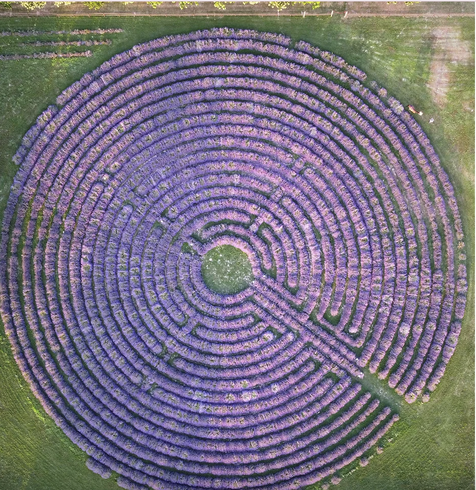 labirinto di lavanda va oltre la tenuta