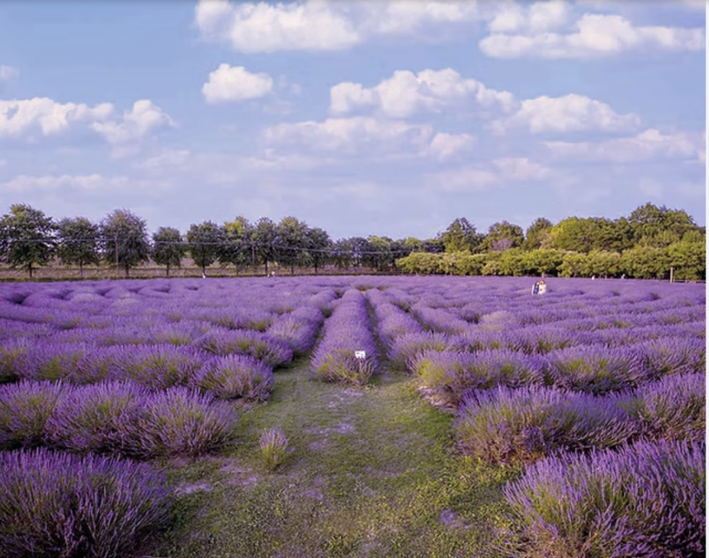 labirinto di lavanda va oltre la tenuta