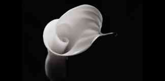 Robert Mapplethorpe mostra Venezia 2025 Stanze della Fotografia