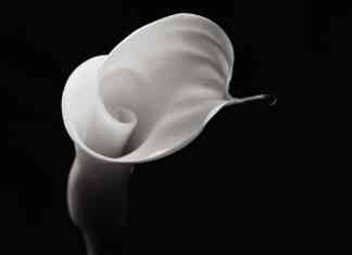 Robert Mapplethorpe mostra Venezia 2025 Stanze della Fotografia