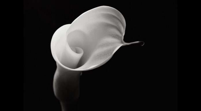 Robert Mapplethorpe alle Stanze della Fotografia: a Venezia il corpo diventa scultura Robert Mapplethorpe mostra Venezia 2025 Stanze della Fotografia