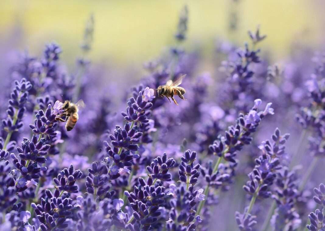 campi di lavanda in veneto campi di lavanda in veneto