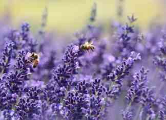 I campi di lavanda più belli del Veneto campi di lavanda in veneto