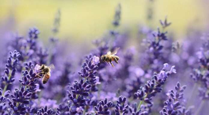 I campi di lavanda più belli del Veneto campi di lavanda in veneto