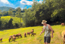 La Fattoria Pedevenda ai piedi del Monte Venda, dove le capre insegnano un altro ritmo di vita Fattoria Pedevenda colli euganei formaggi di capra