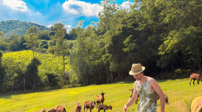 La Fattoria Pedevenda ai piedi del Monte Venda, dove le capre insegnano un altro ritmo di vita Fattoria Pedevenda colli euganei formaggi di capra