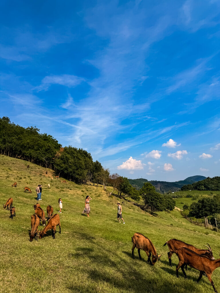 Fattoria Pedevenda colli euganei formaggi di capra