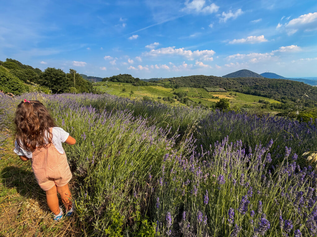 Fattoria Pedevenda colli euganei formaggi di capra