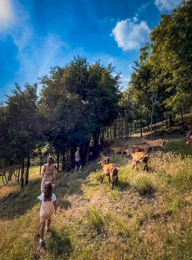 Fattoria Pedevenda colli euganei formaggi di capra